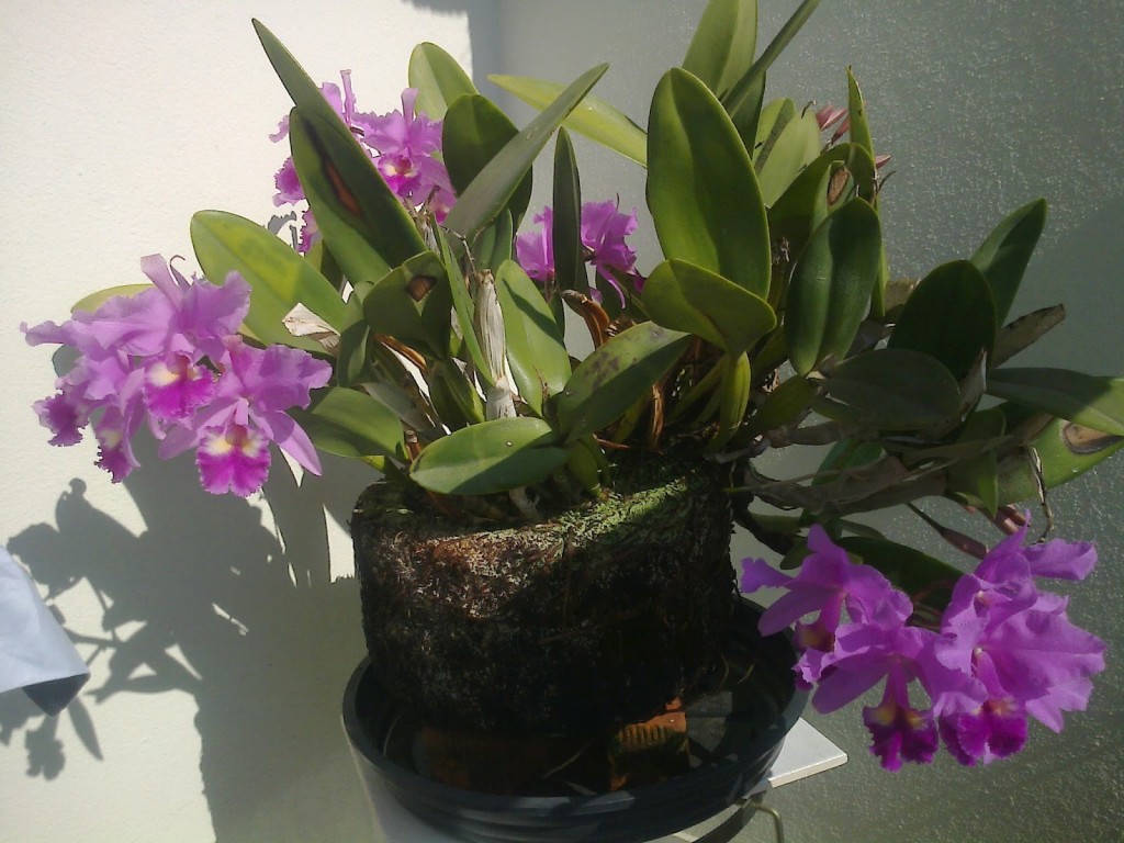 Orquídeas-em-Xaxins-2