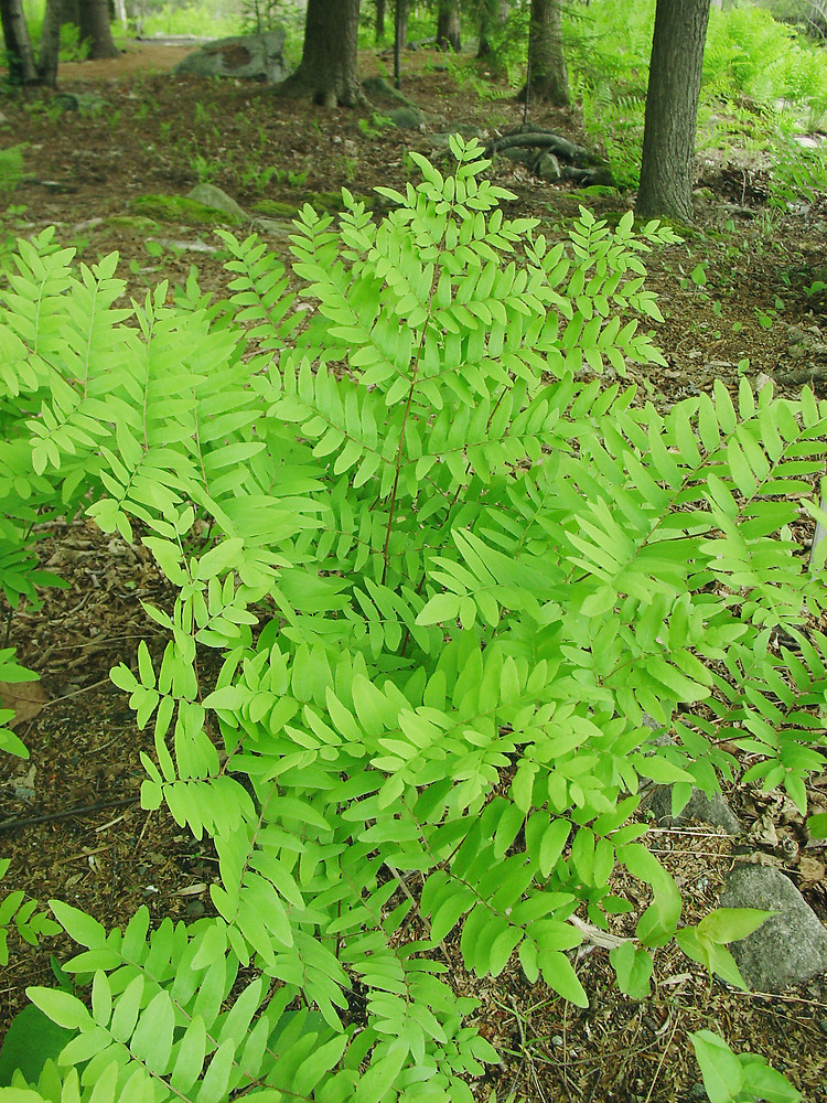 Osmunda regalis (royal fern)