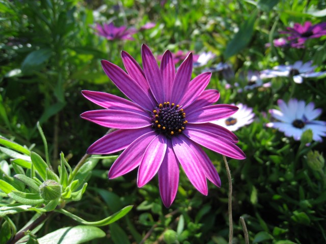 Osteospermum ecklonis