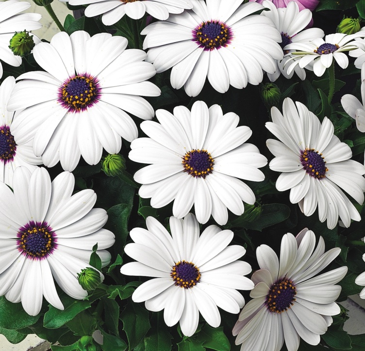 Osteospermum ecklonis1