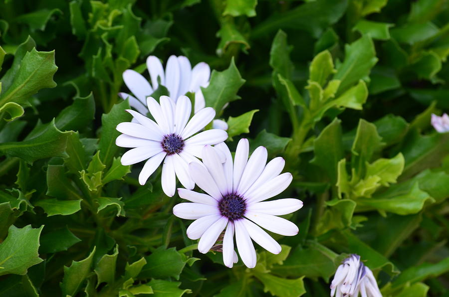 Osteospermum ‘Asti’ Branco