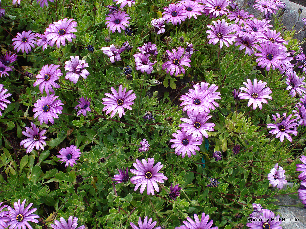 Osteospermum_ecklonis-001