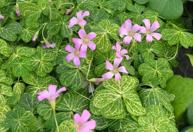 Oxalis Corymbosa 'Aureo-Reticulata'-33