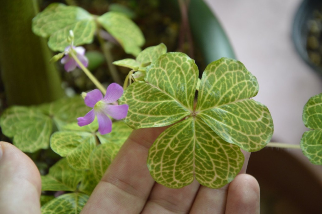 Oxalis Corymbosa 'Aureo-Reticulata'-4