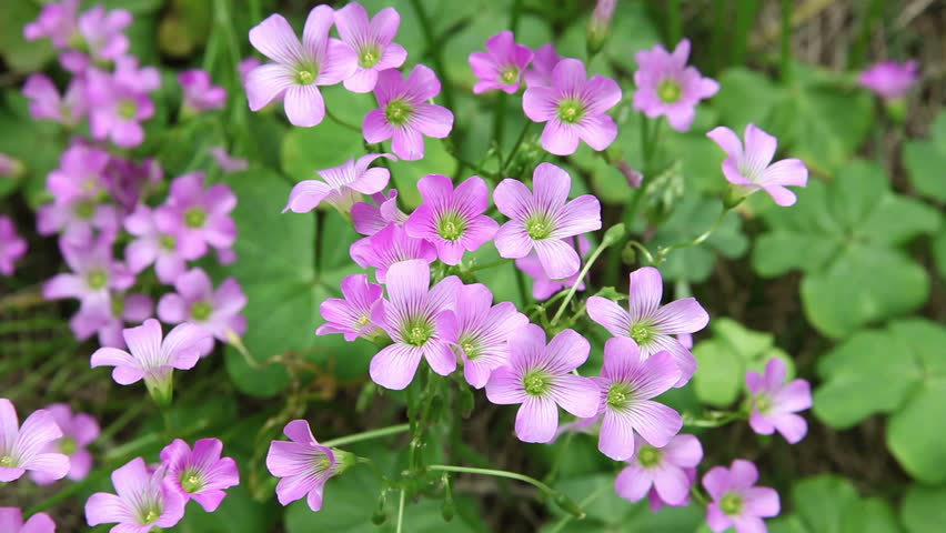 Oxalis Corymbosa 'Aureo-Reticulata'