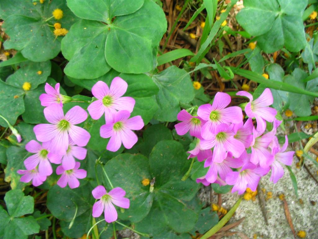 Oxalis debilis var. corymbosa (Medium)