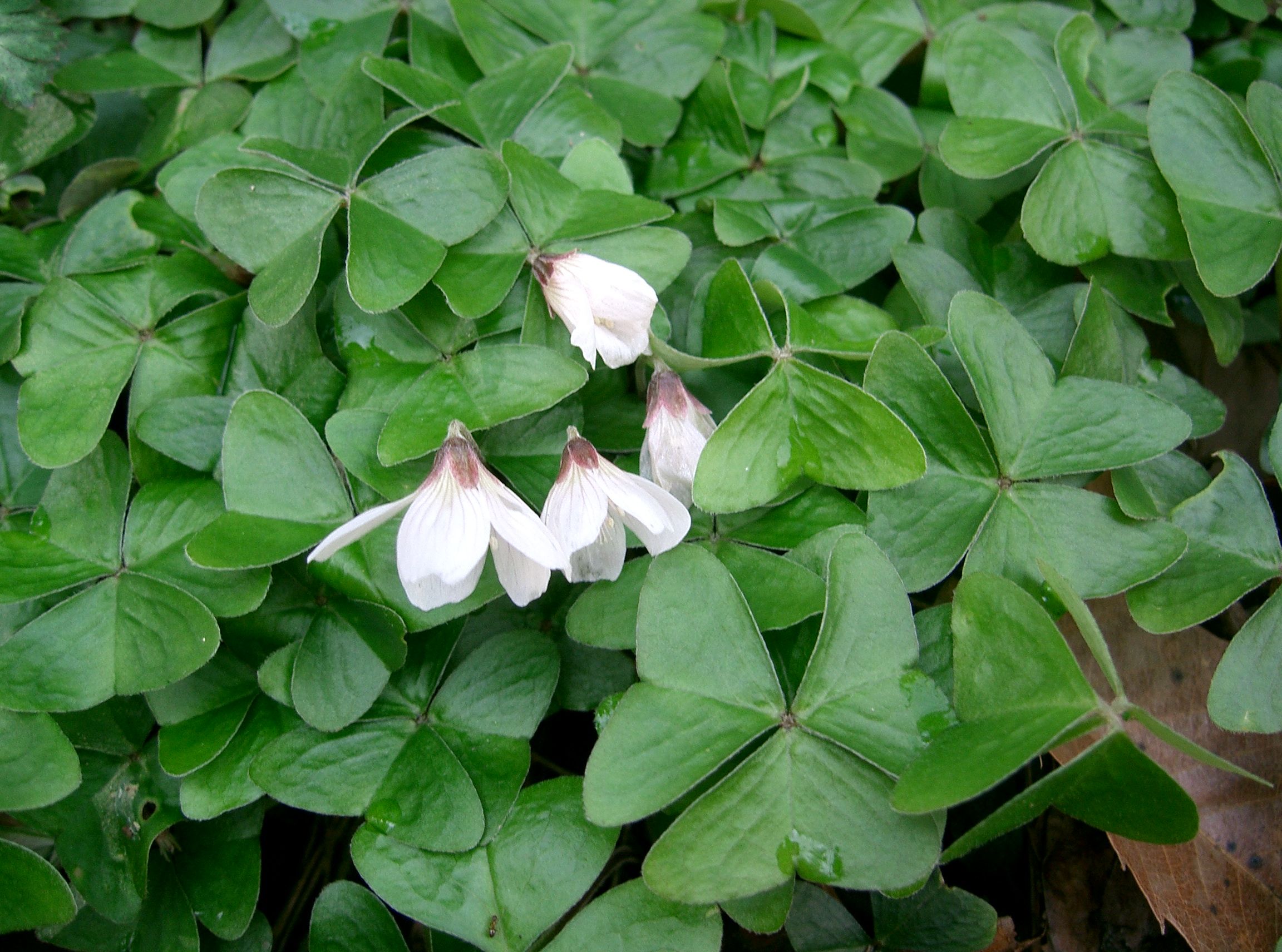 Oxalis griffithii