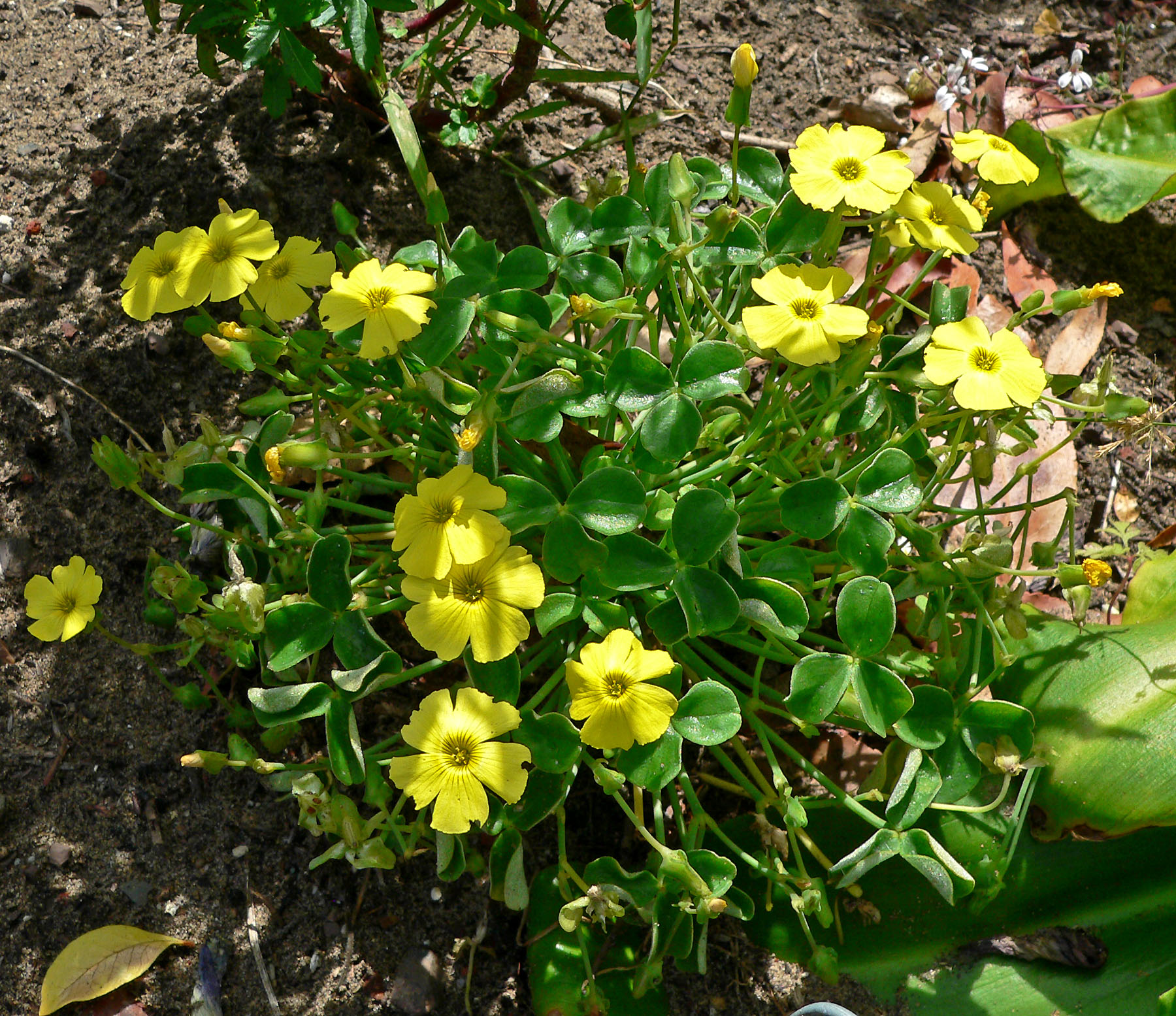 Oxalis luteola