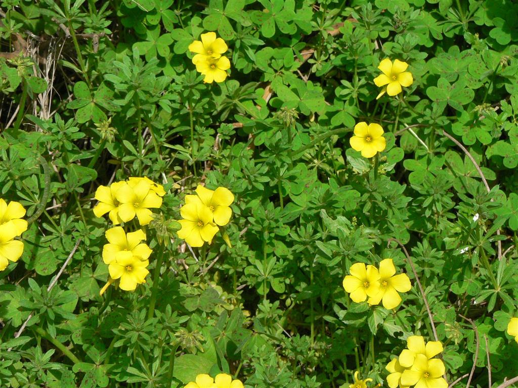 Oxalis oxyptera (Medium)