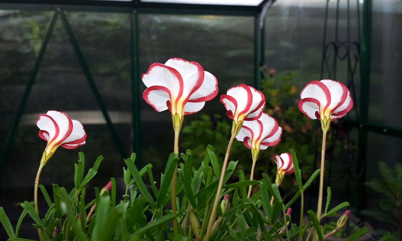 Oxalis versicolor