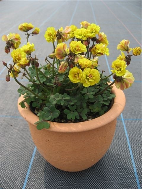 Oxalis Oxalis