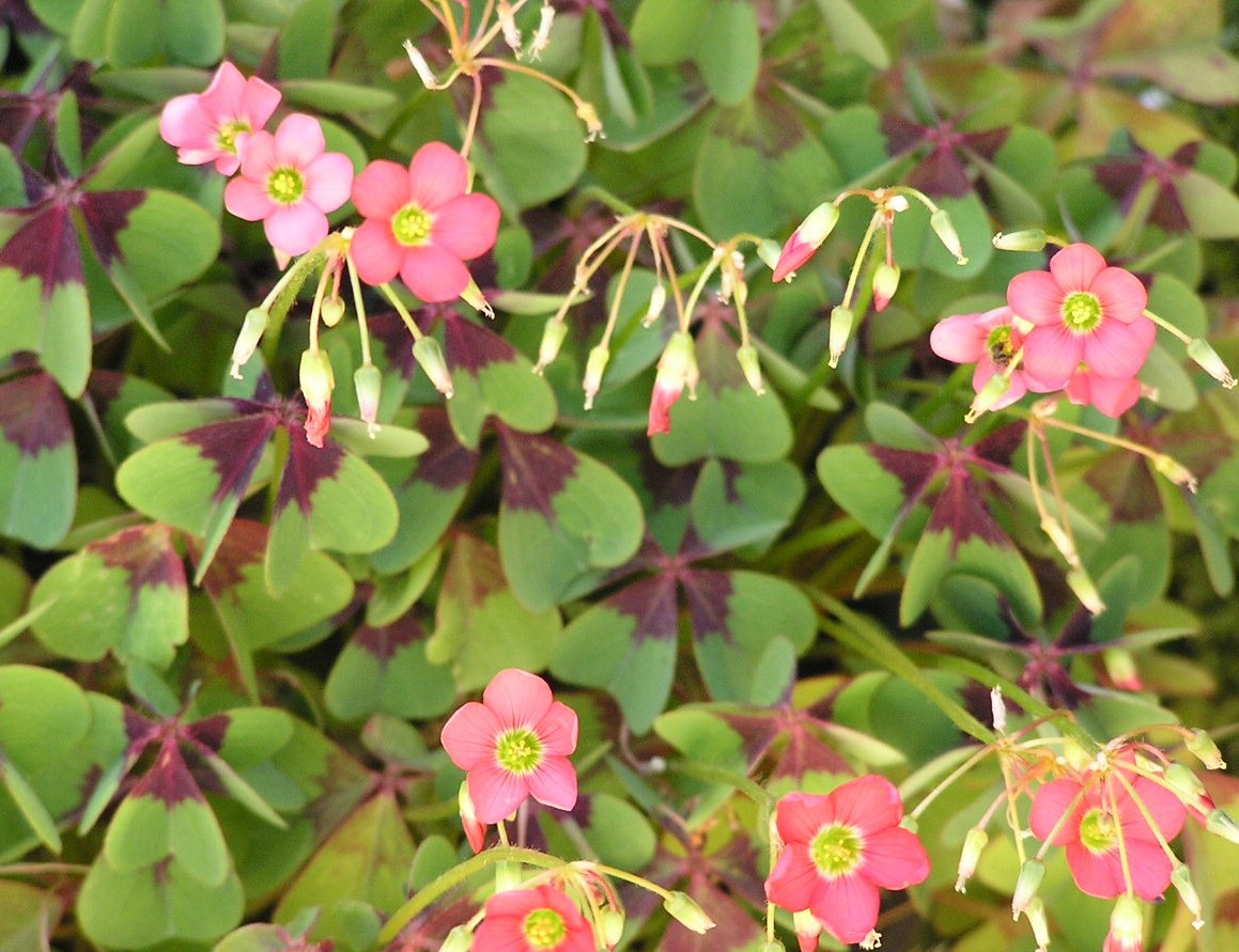 Oxalis_Tetraphylla6