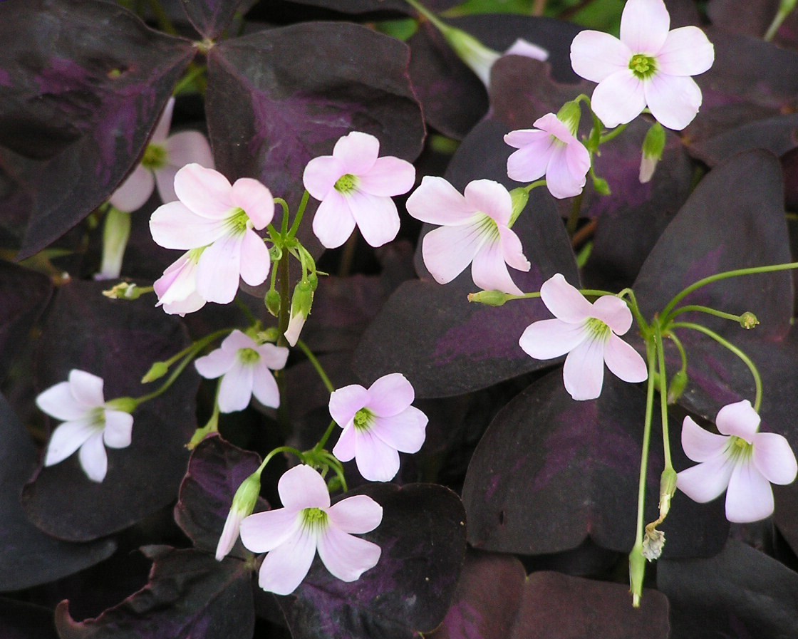 Oxalis_Triangularis-m