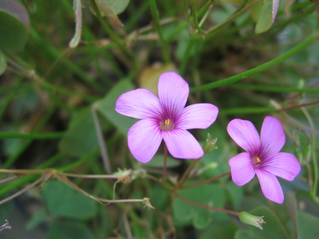 Oxalis_articulata