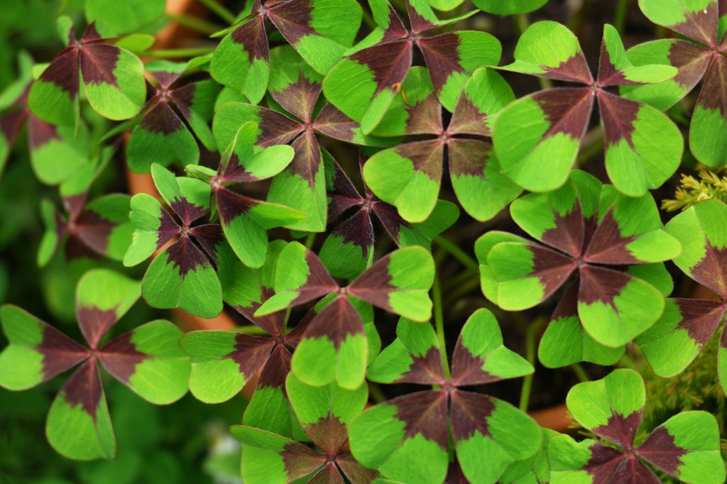 Oxalis_tetraphilla_001