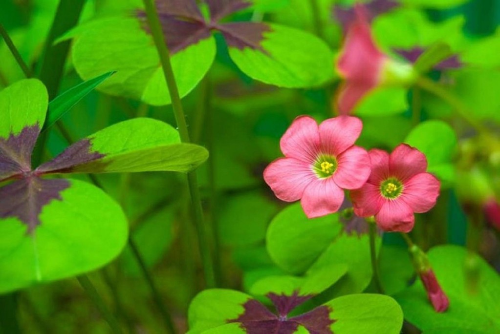 Oxalis_tetraphilla_flores