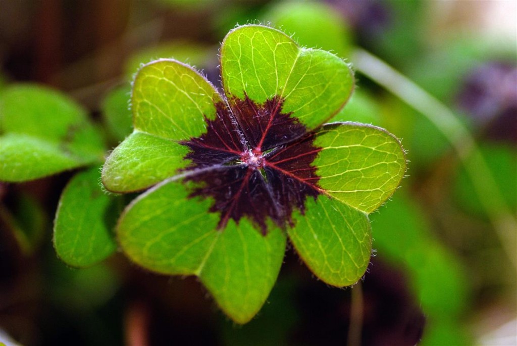 Oxalis_tetraphylla 