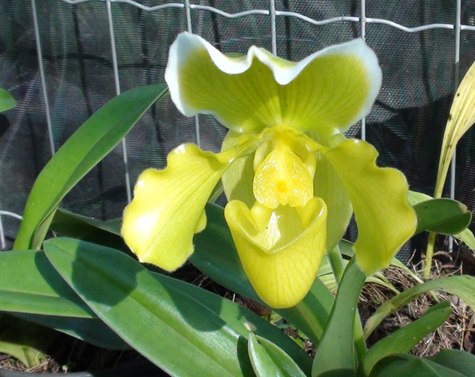 PAPHIOPEDILUM