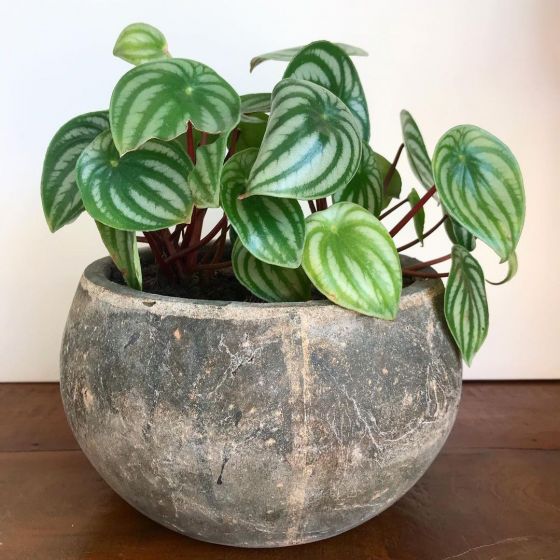 PEPEROMIA MELANCIA (Peperomia argyreia)