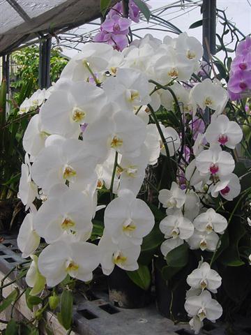 PHALAENOPSIS