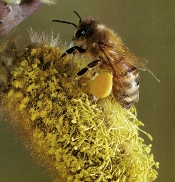 POLLEN