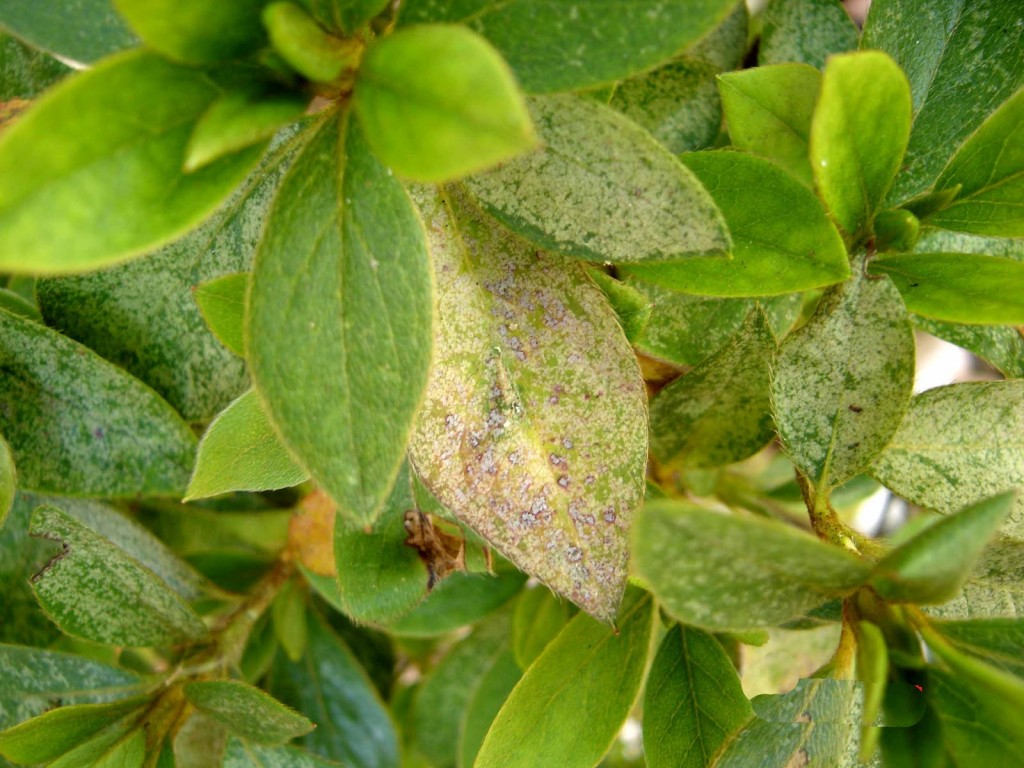 Cercospora