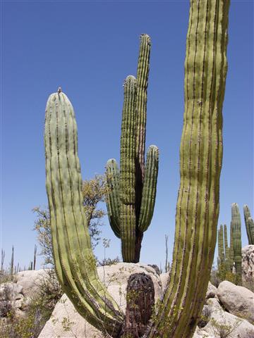 Pachycereus_pringlei_1