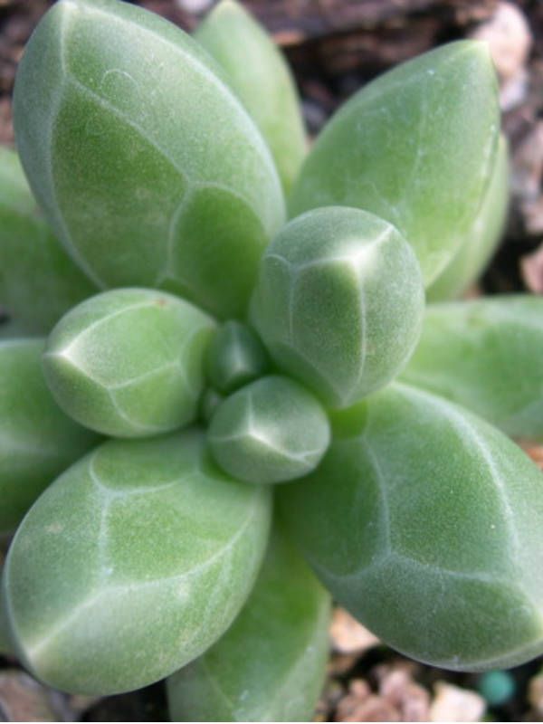 Pachyphytum compactum