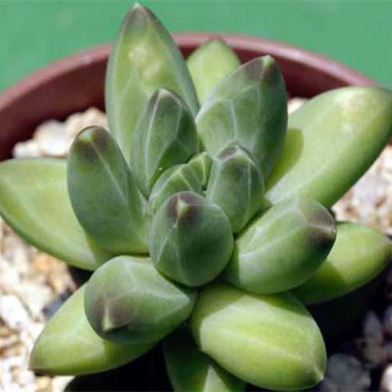 Pachyphytum compactum 