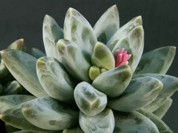 Pachyphytum