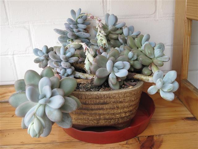 Pachyphytum_oviferum