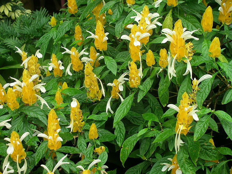 Pachystachys lutea