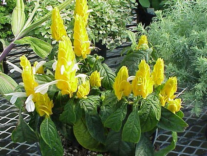 PachystachysLutea_Cu8.pg