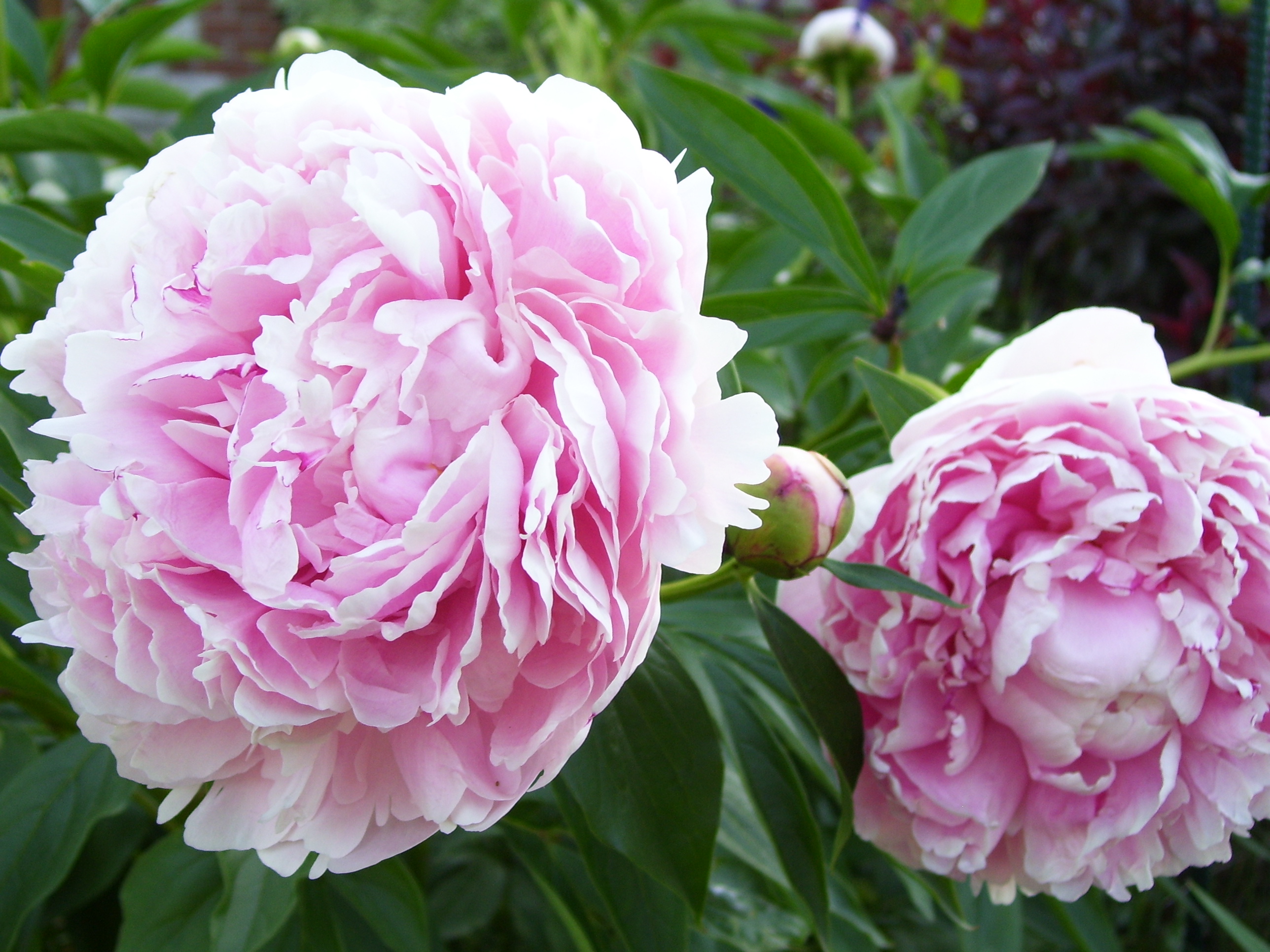 Paeonia_lactiflora