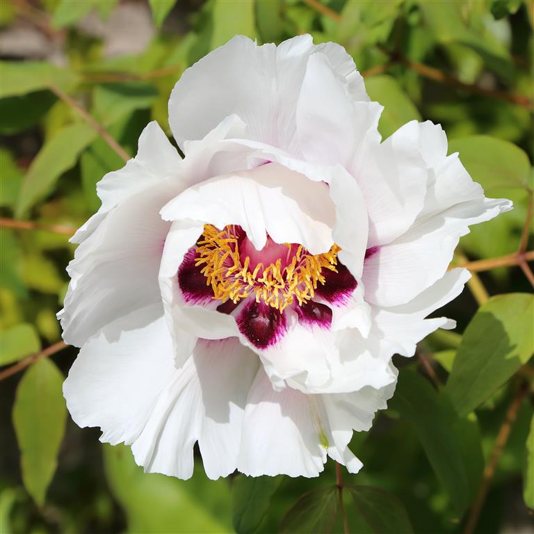 Paeonia_sp 