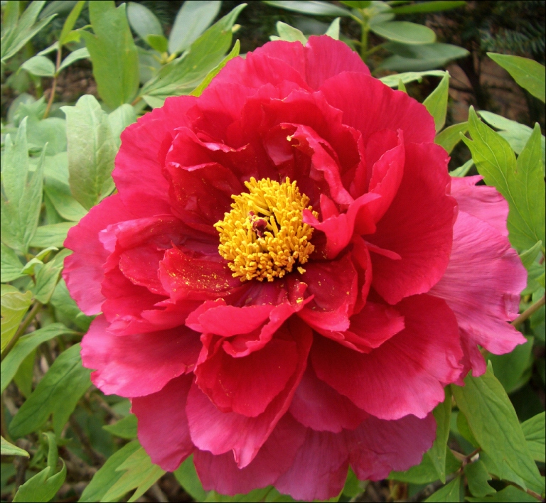 Paeonia_suffruticosa_-_04