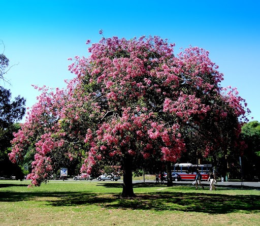 Paineira (Chorisia speciosa)