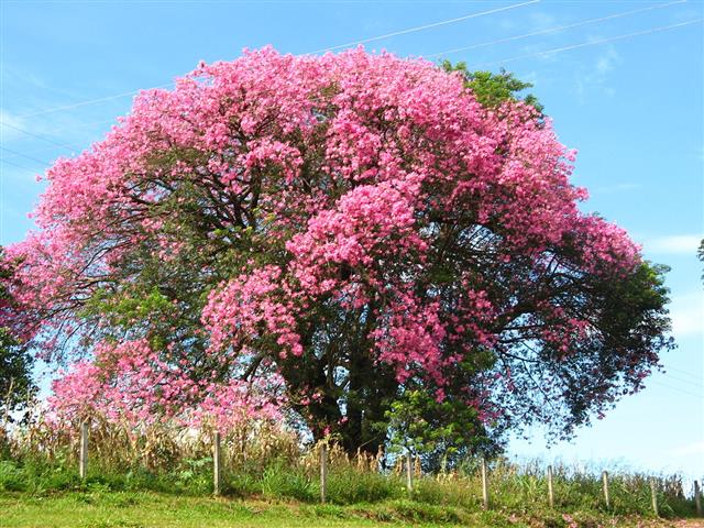 Paineira-rosa (Ceiba speciosa)