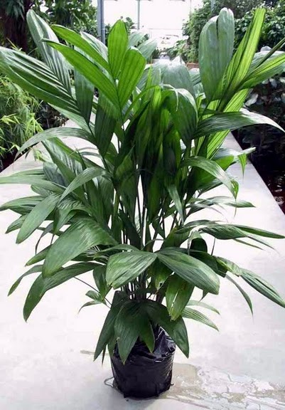 Palmeira Areca Trianda