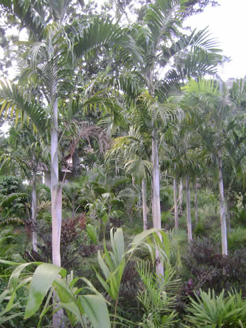 Palmeira Carpentaria