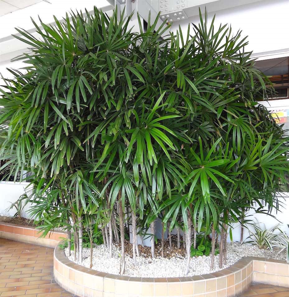 Palmeira-Rafis-Rhapis-excelsa-