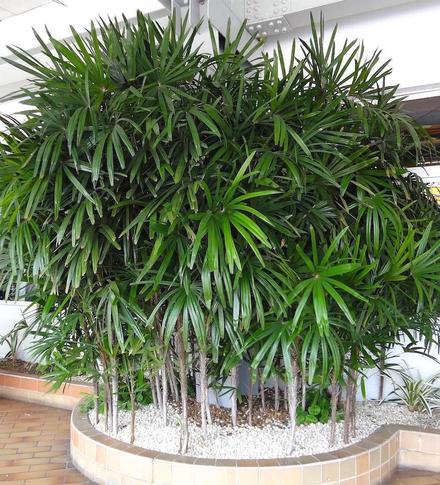 Palmeira Rhapis-excelsa