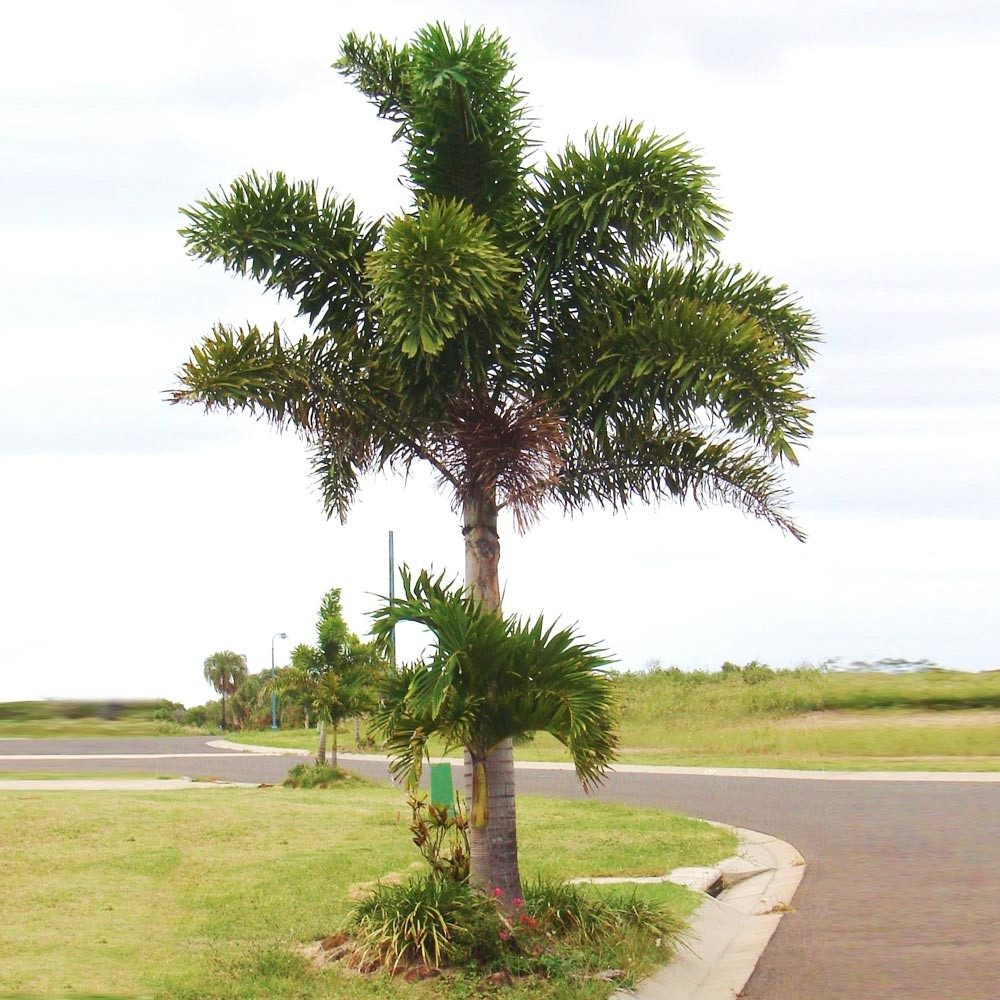 Palmeira-rabo-de-raposa