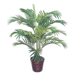 Palmeira_Areca