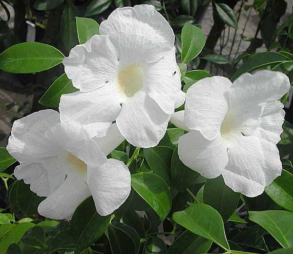 Pandorea jasminoides 'Alba'