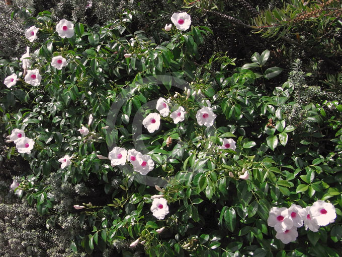 Pandorea-jasminoides-Rosea-01