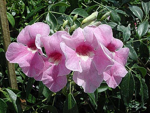 Pandorea jasminoides 'Rosea'