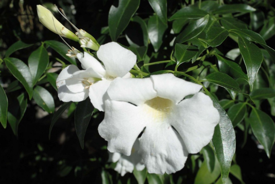 Pandorea jasminoides alba