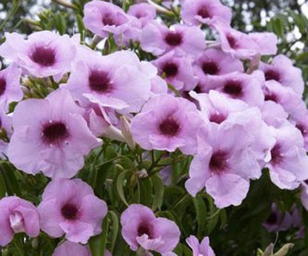 Pandorea jasminoides rosea