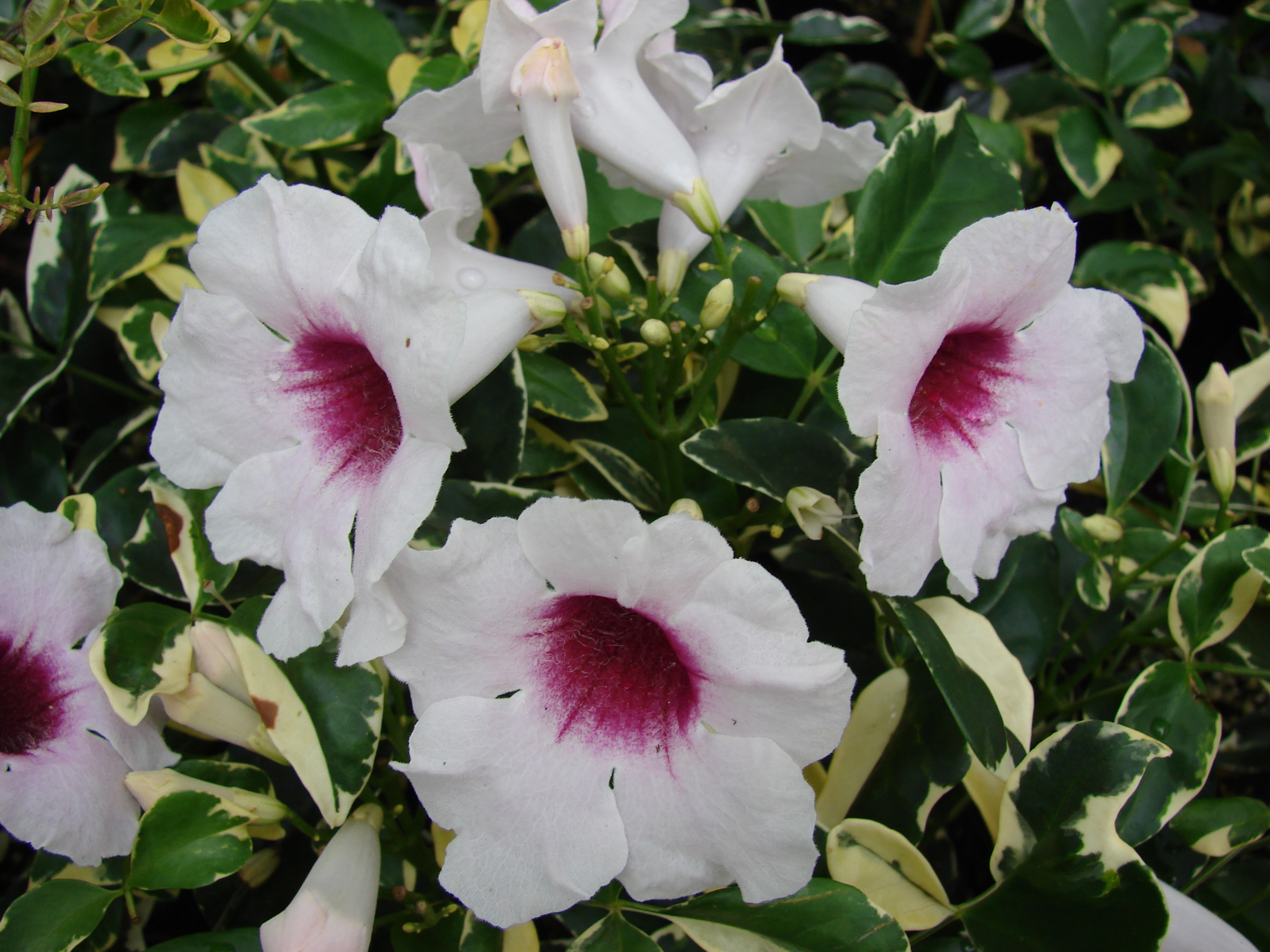 Pandorea jasminoides variegata